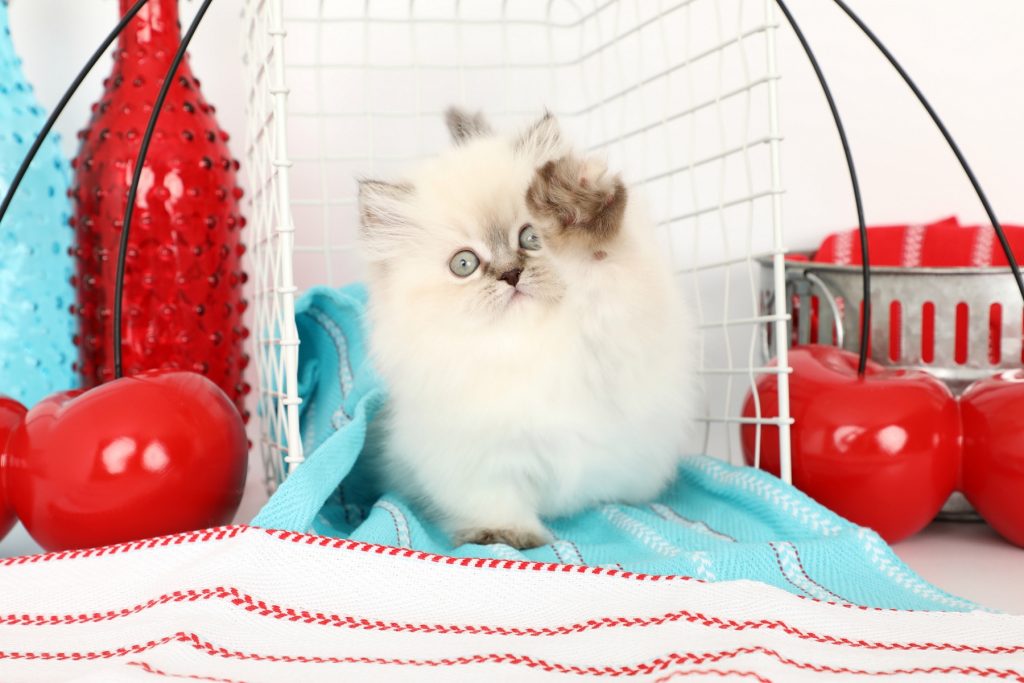 Rug Huggers Kittens Rug Hugger Persian Kittens Eternal