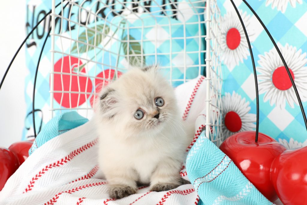 Rug Huggers Kittens Rug Hugger Persian Kittens Eternal KittenLuxury