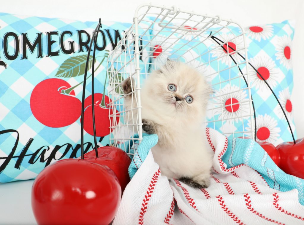 Rug Huggers Kittens Rug Hugger Persian Kittens Eternal