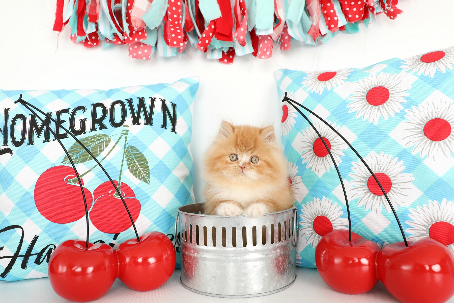 Red & White Persian Kitten