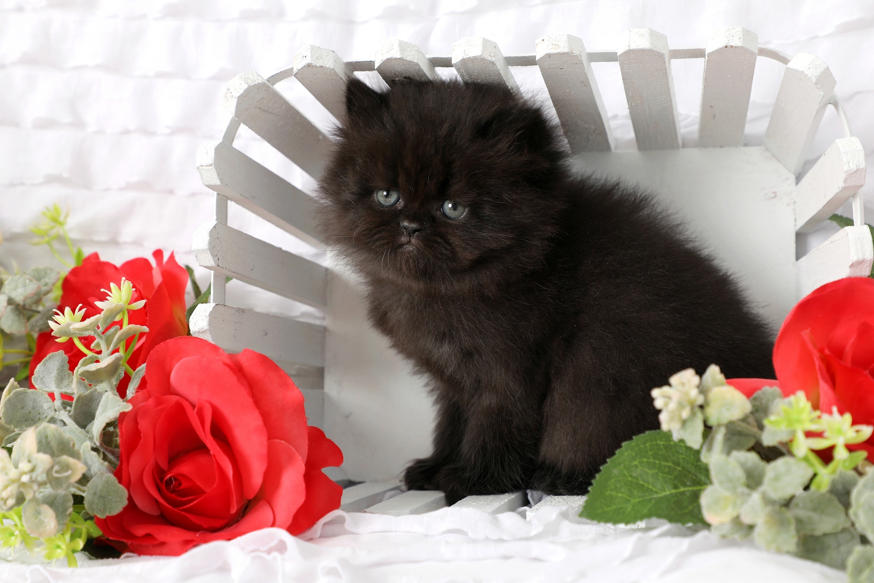 Black Dollface Persian Kitten