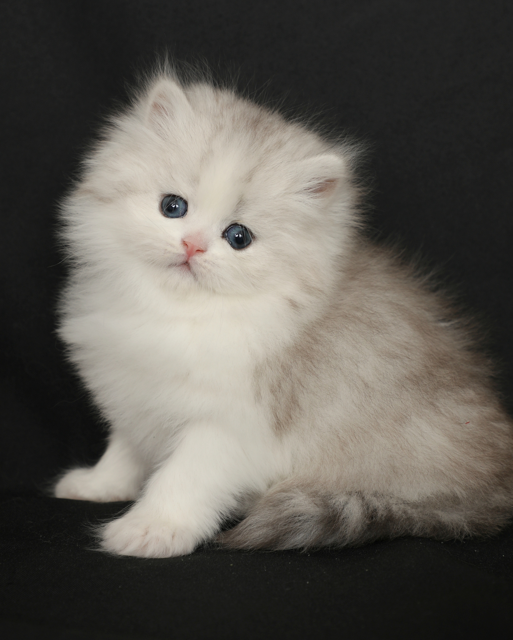 Doll Face Persian Kitten