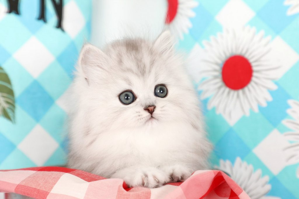 Silver Persian Kittens For Sale Doll Face Persian KittensPersian