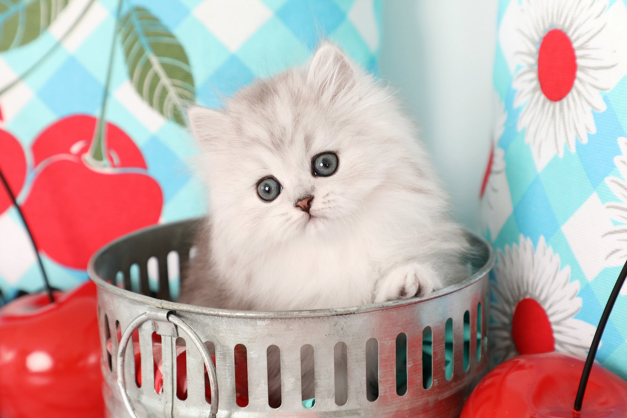 Silver Tip Persian kitten
