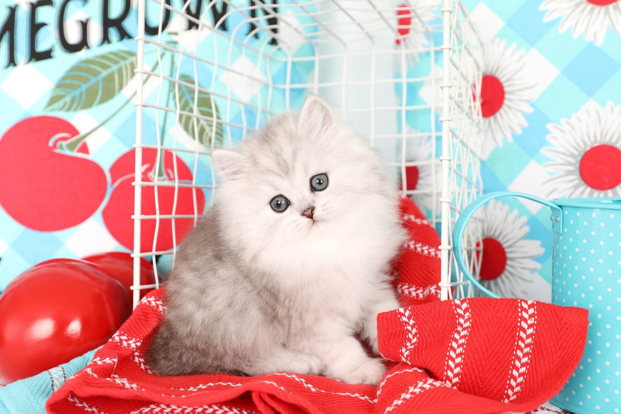 Silver Tip Persian Kitten
