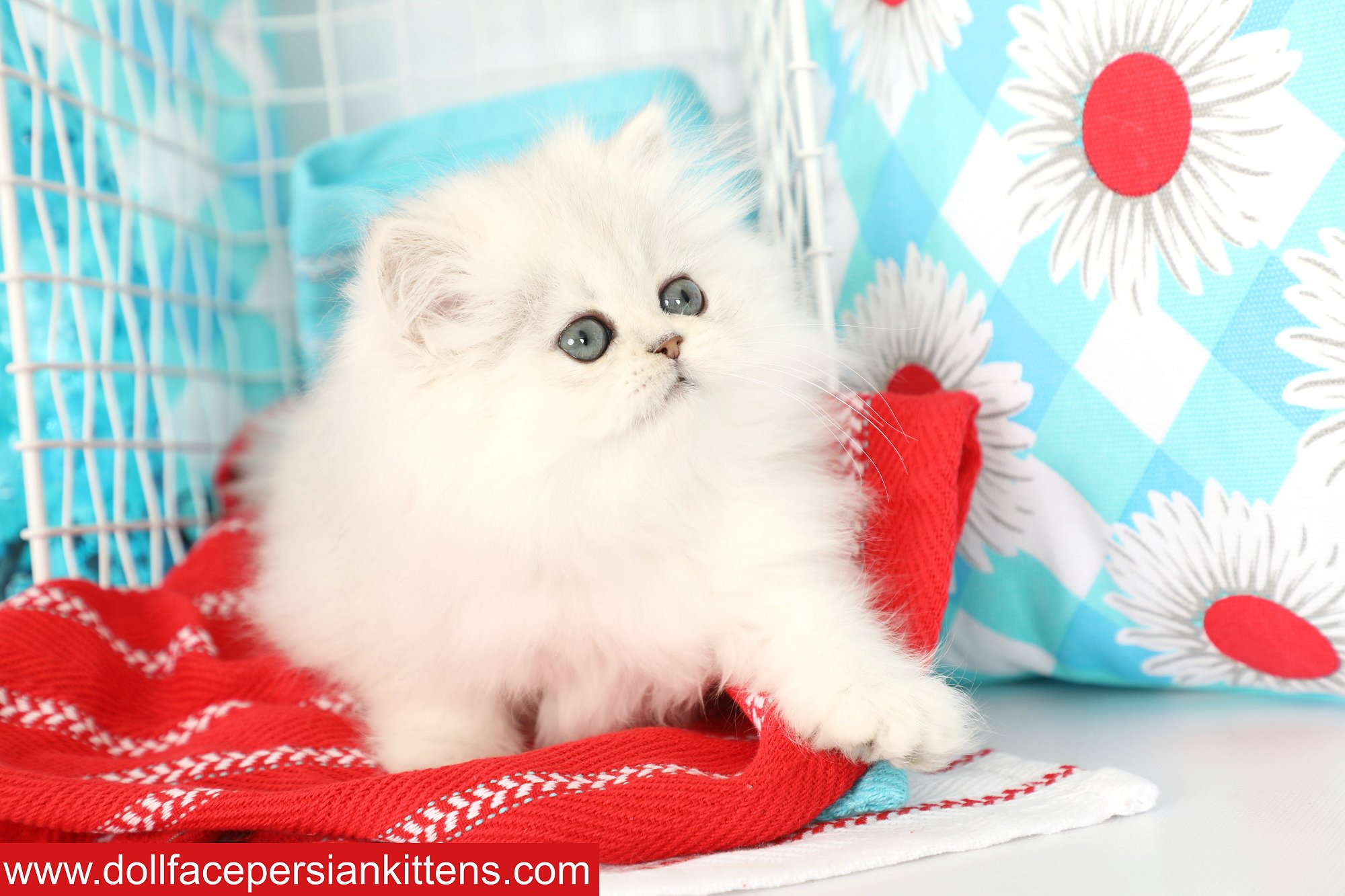 Silver Chinchilla Persian Kitten