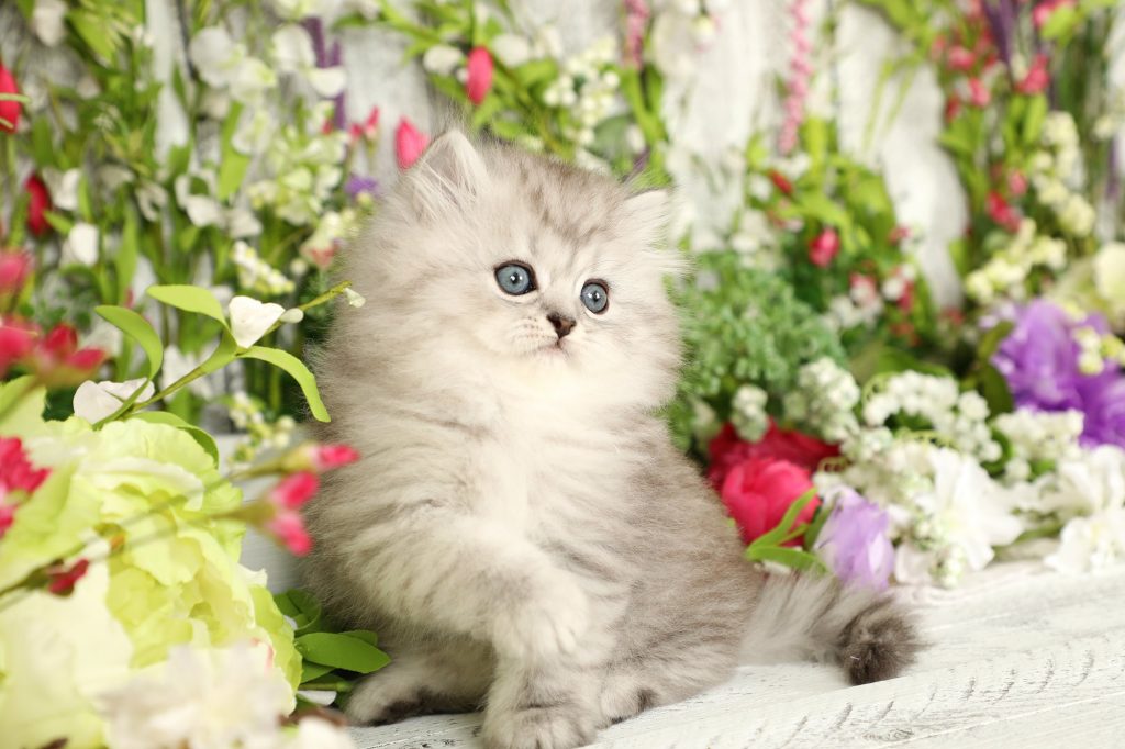 Silver Persian Kittens For Sale Doll Face Persian KittensPersian