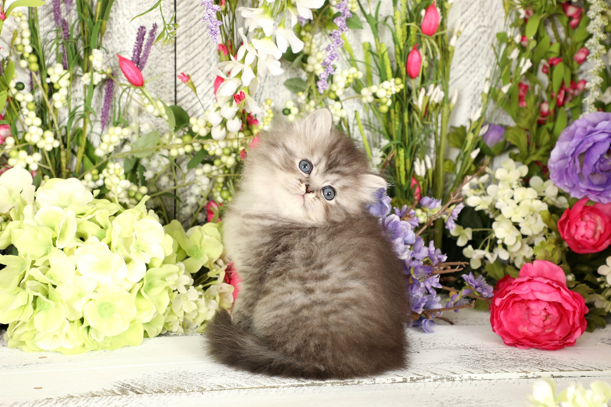 Silver Tabby Persian Kitten