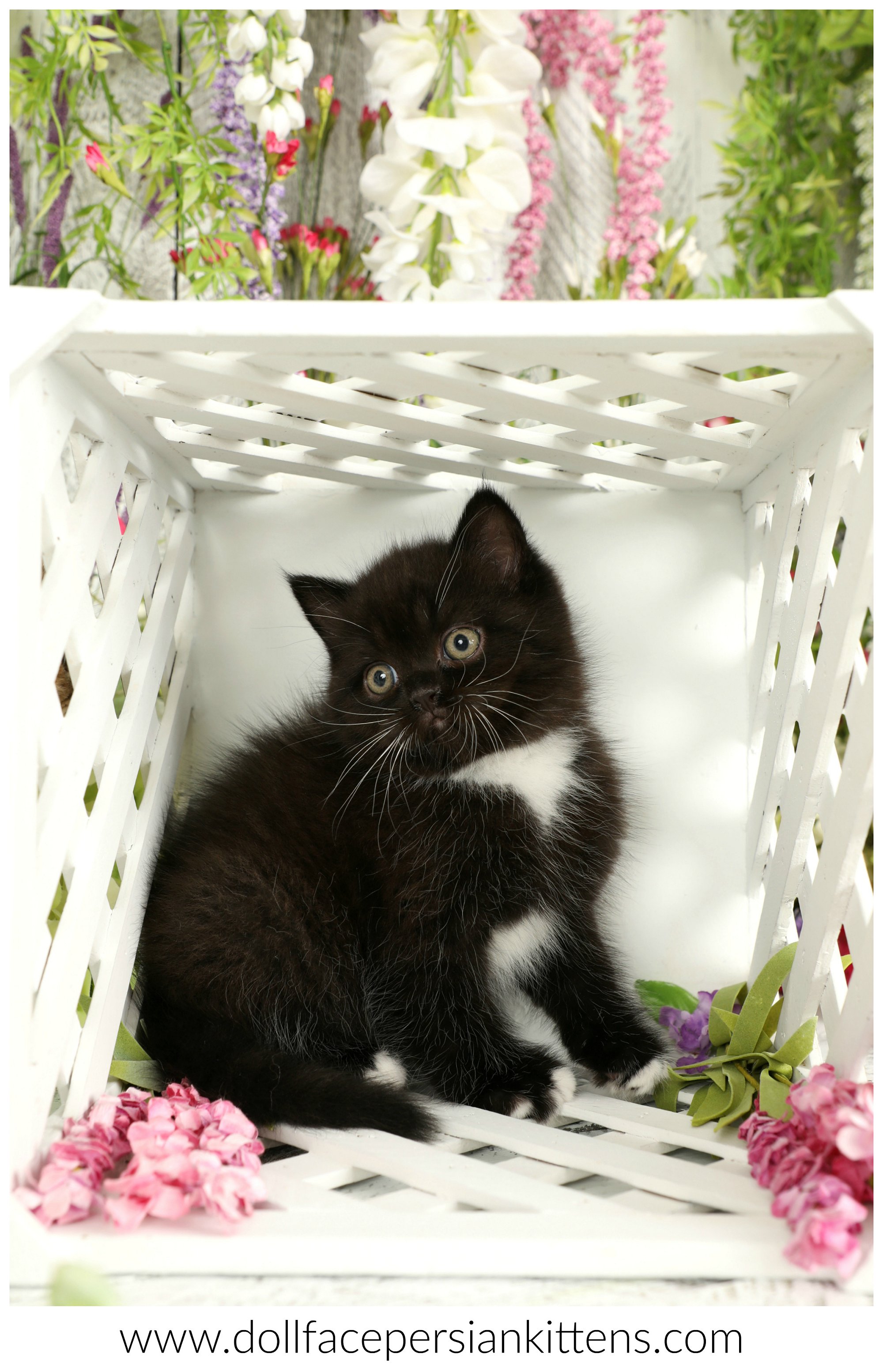 Tuxedo Kitten