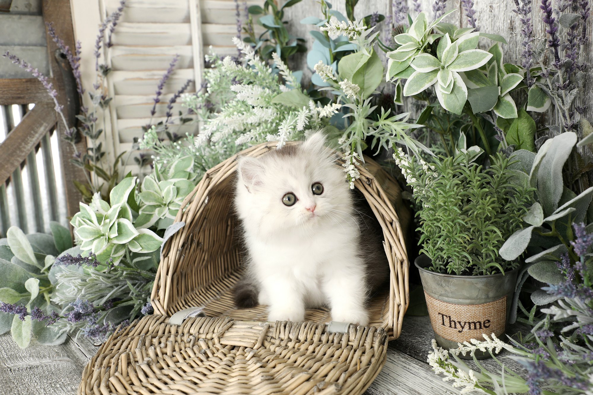 Silver & White Persian Kitten