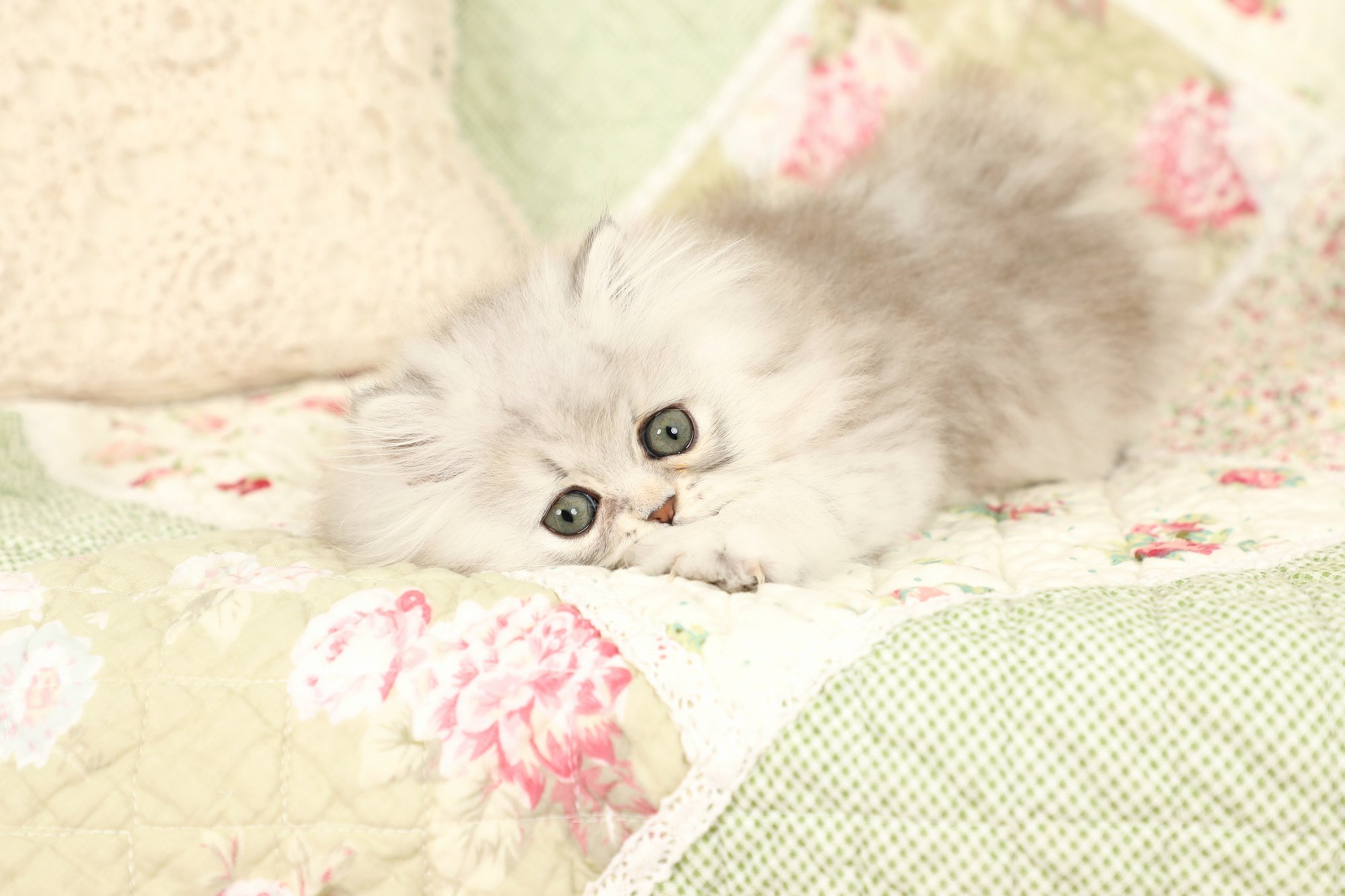 Silver Teacup Persian Kitten