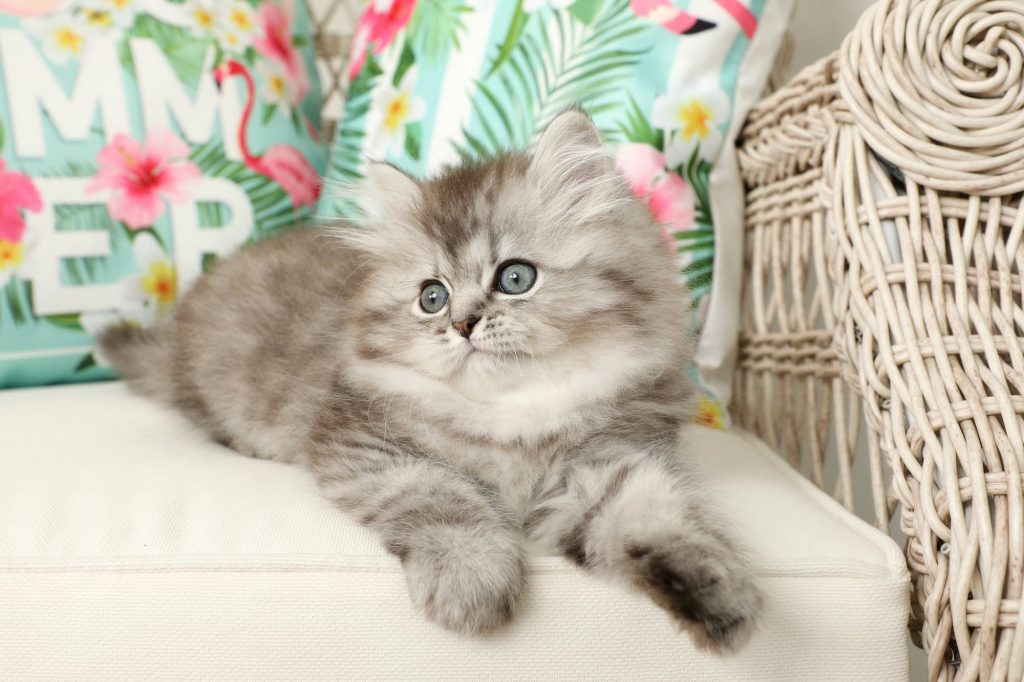 Silver Persian Kittens For Sale Doll Face Persian KittensPersian
