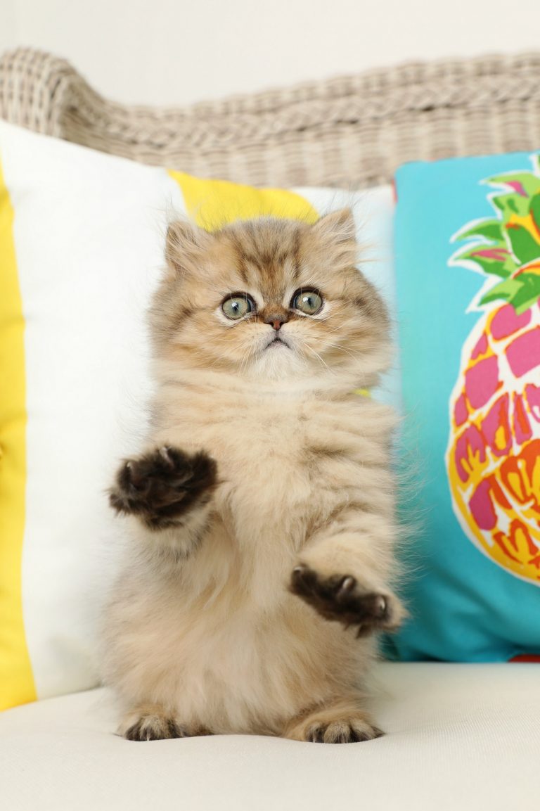 Golden Kittens Persian Kittens Golden Persian Kittens For SalePersian