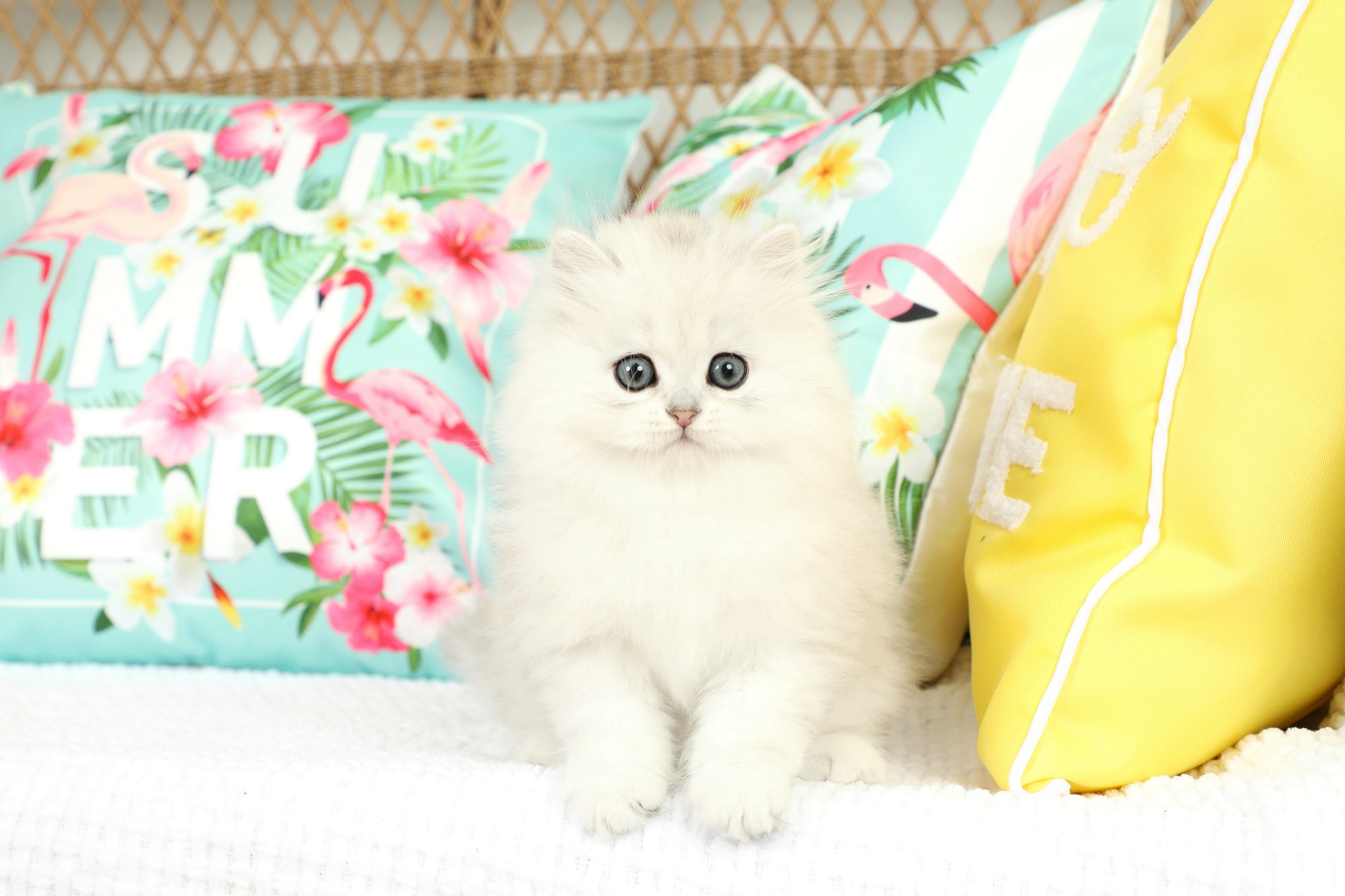Silver Persian Kitten Muffin