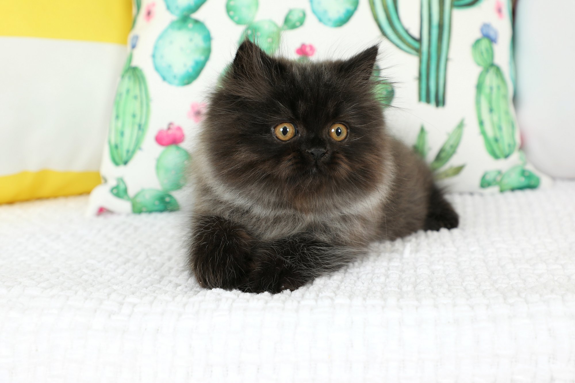 Black Smoke Persian Kitten