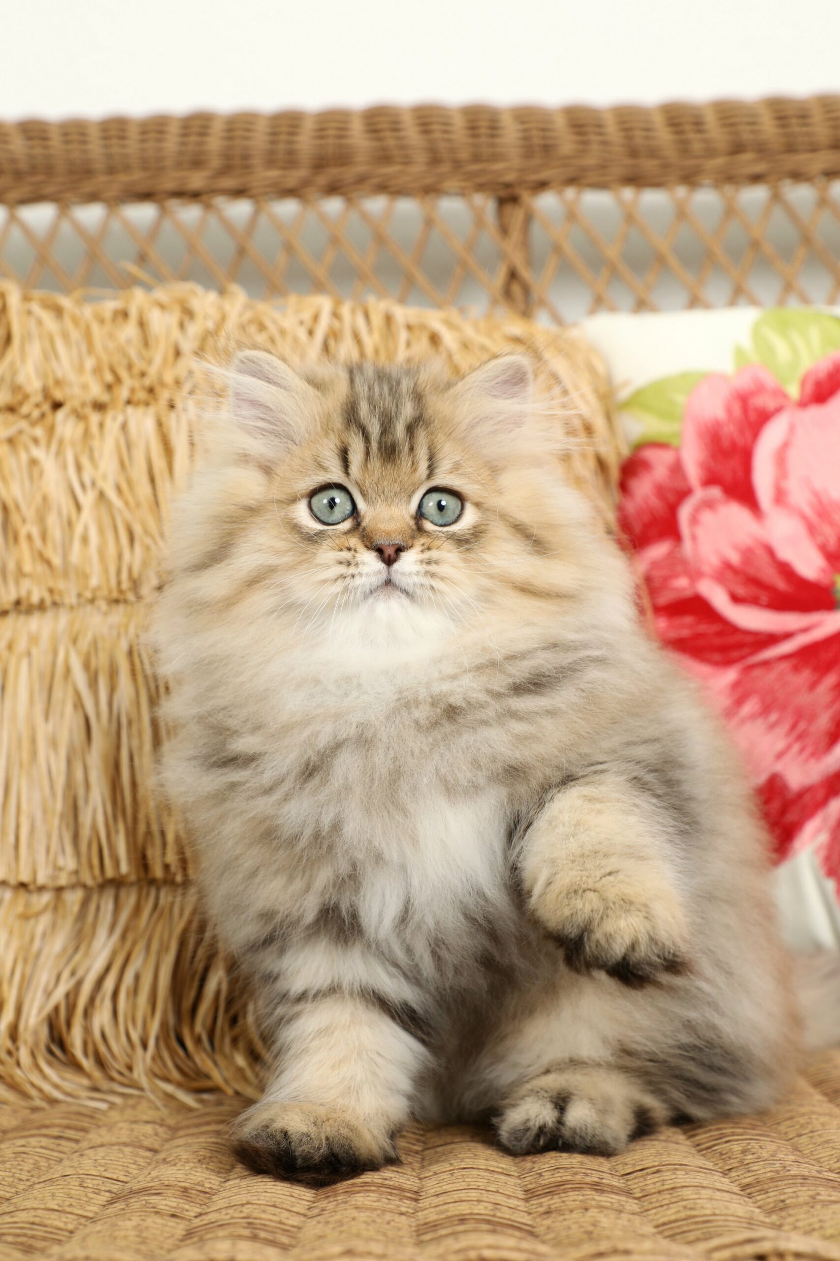 Golden Chinchilla Persian Kitten