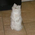 Doll Face Persian Kittens Reviews – The Nolte Family
