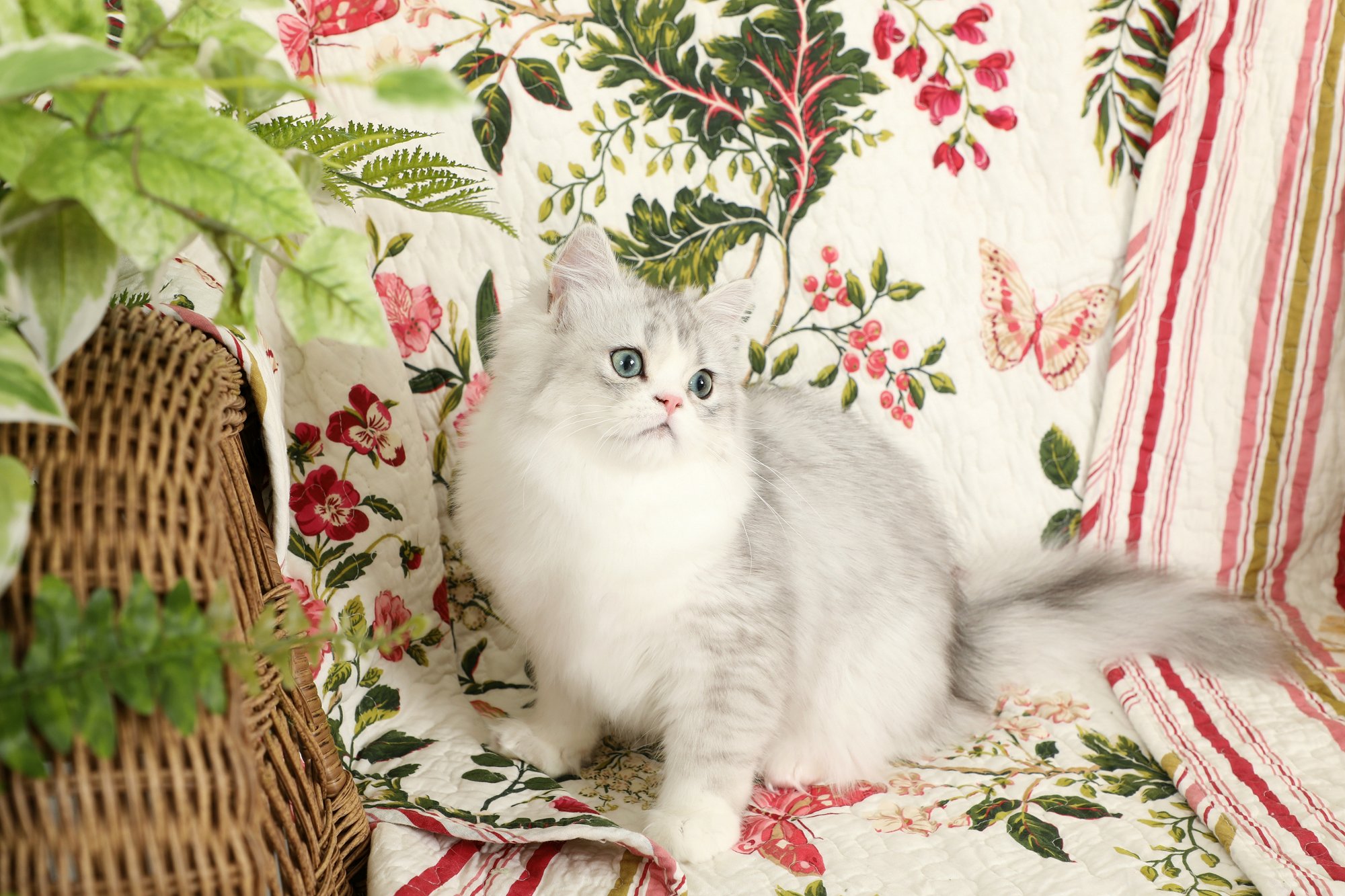 Teacup Persian Kitten