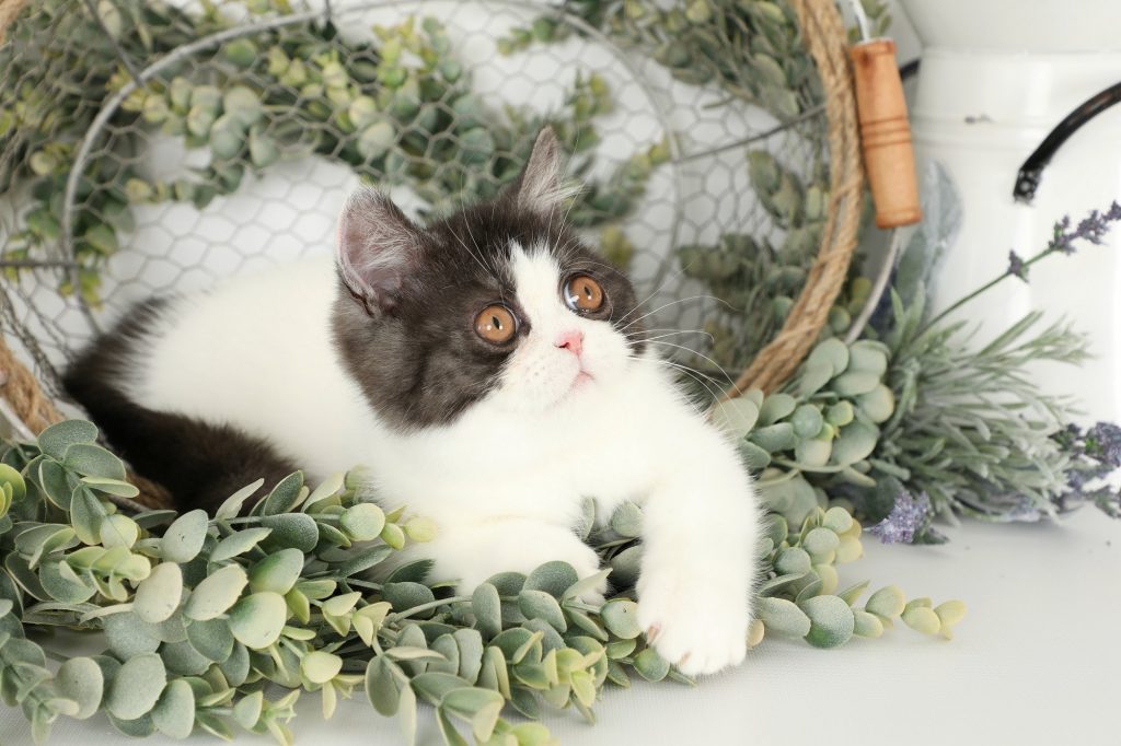 Rug Huggers Kittens Rug Hugger Persian Kittens Eternal KittenLuxury