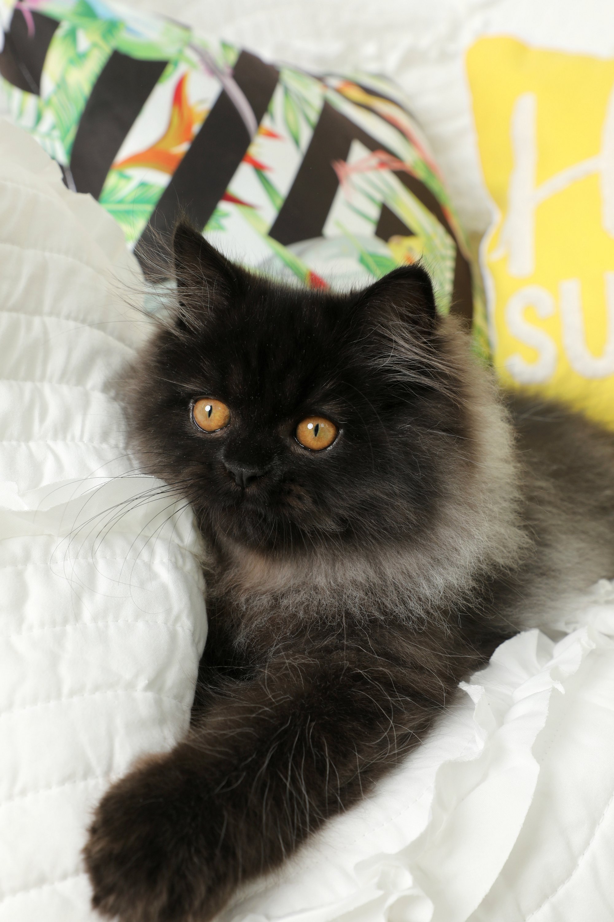 Black Smoke Persian Kitten