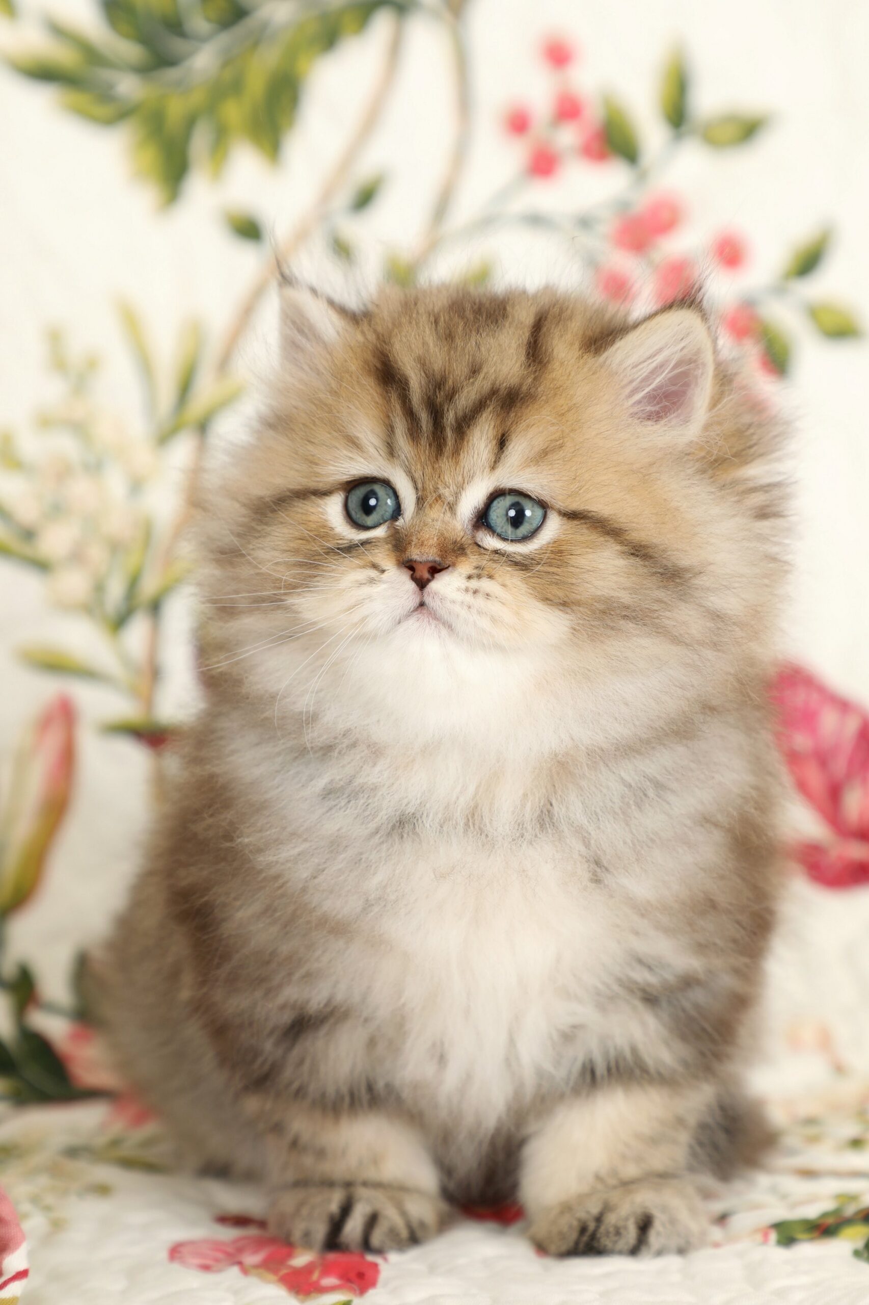 Shaded Golden Teacup Persian Kitten