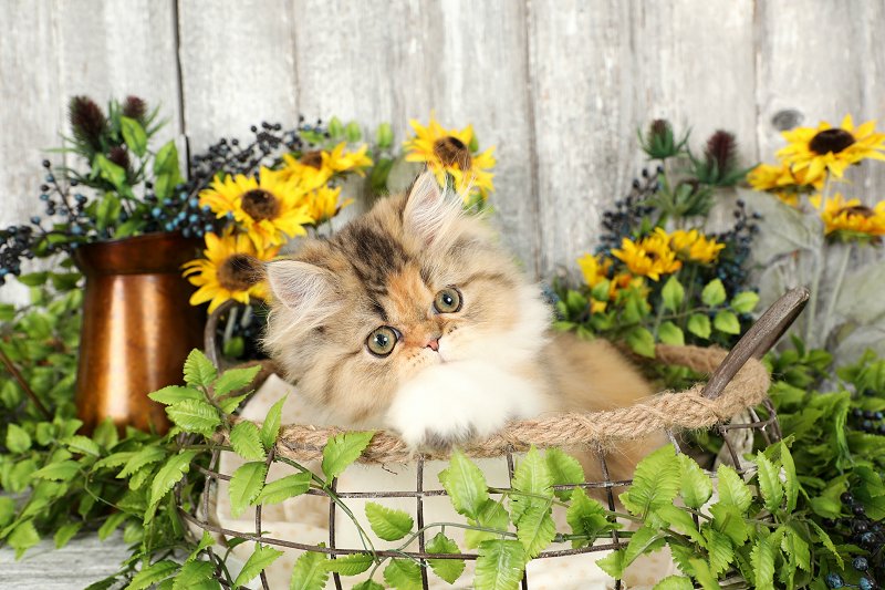 Calico Persian Kitten