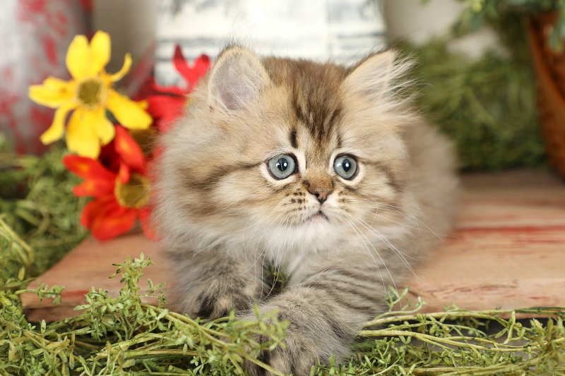 Golden Persian Kitten