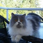 Doll Face Persian Kittens Reviews – The Cooke Family