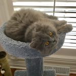 Doll Face Persian Kittens Reviews – The Morley Family