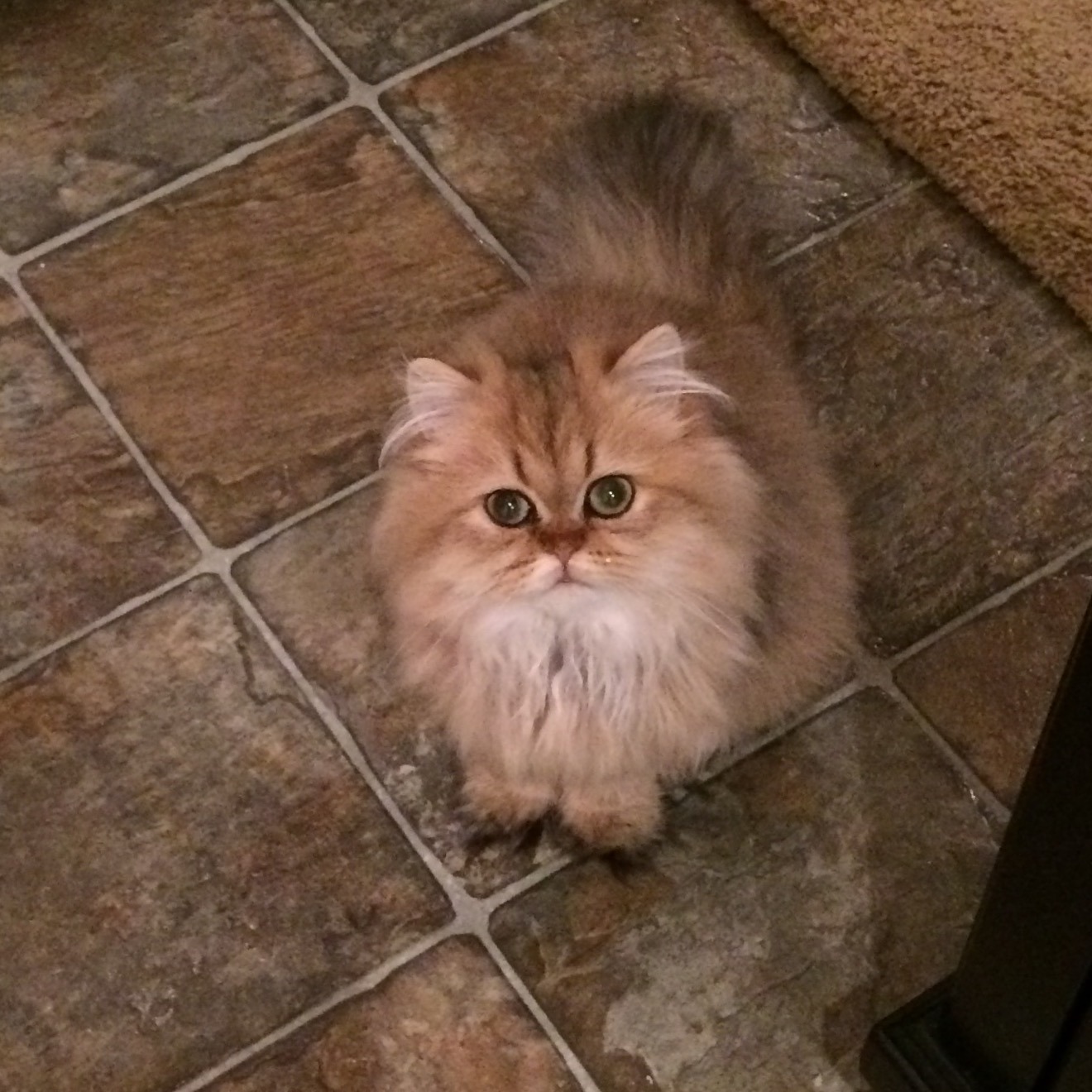 Doll Face Persian Kittens