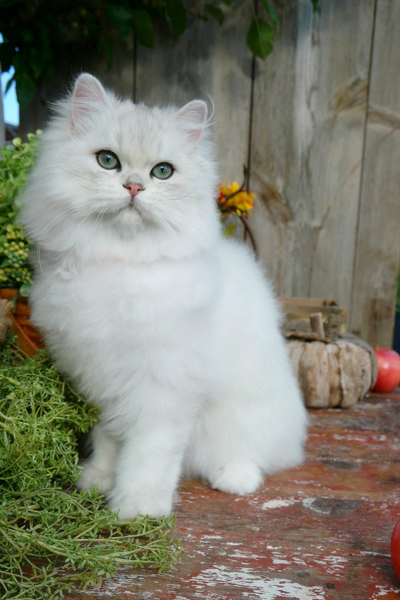 Silver Chinchilal Persian Kitten
