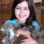 Doll Face Persian Kittens Reviews – Jenkins Family