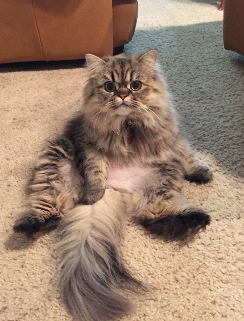 Doll Face Persian Kittens Reviews