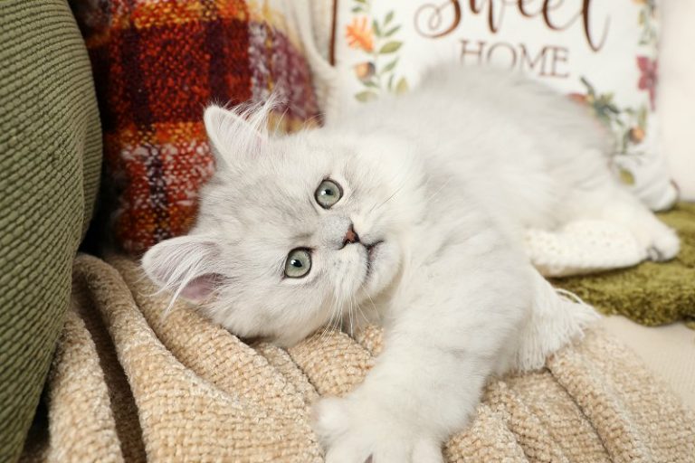 Silver Persian Kittens For Sale Doll Face Persian KittensPersian