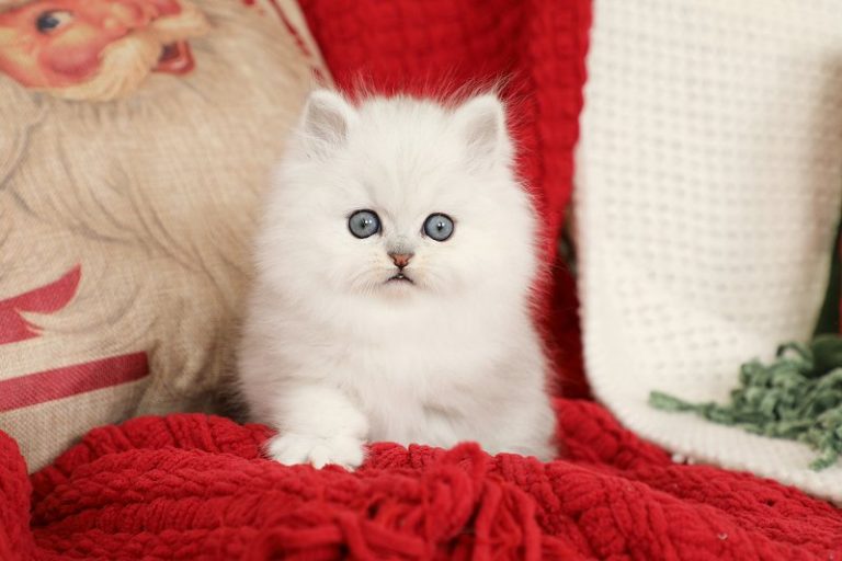 Silver Persian Kittens For Sale Doll Face Persian KittensPersian