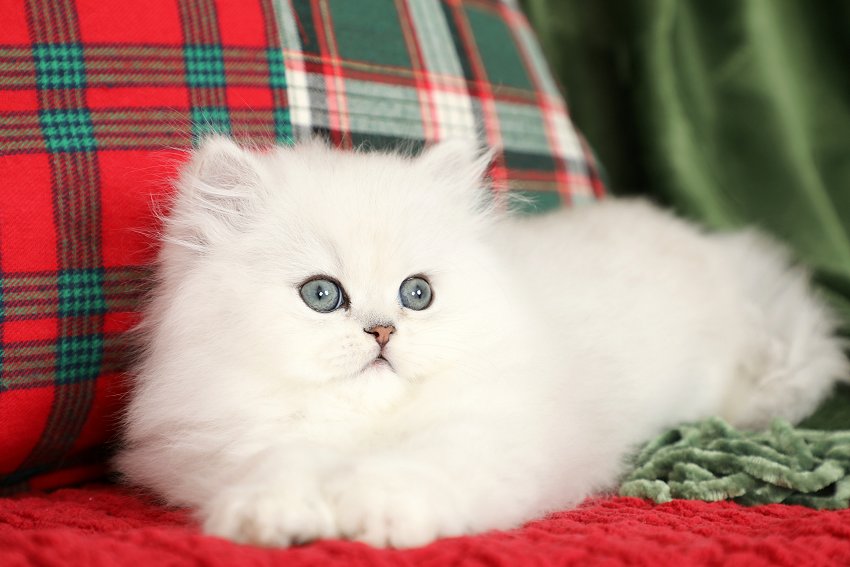Chinchilla Silver Kitten