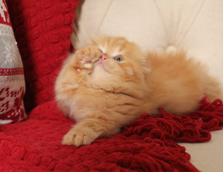 Rug Huggers Kittens Rug Hugger Persian Kittens Eternal