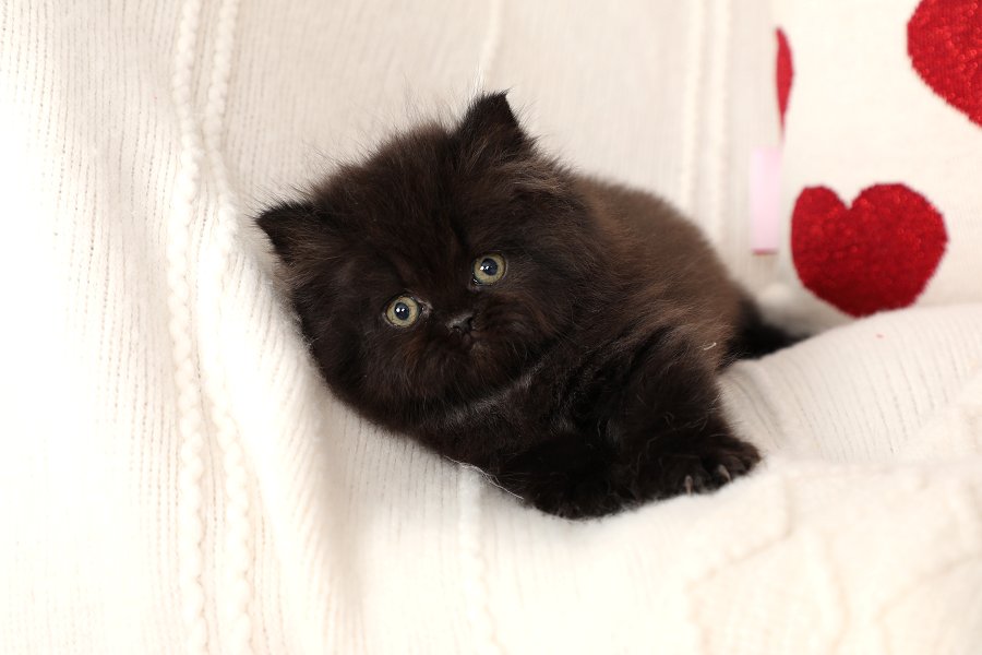Little Black Bear Persian Kittens For Sale Doll Face Persian Kittens