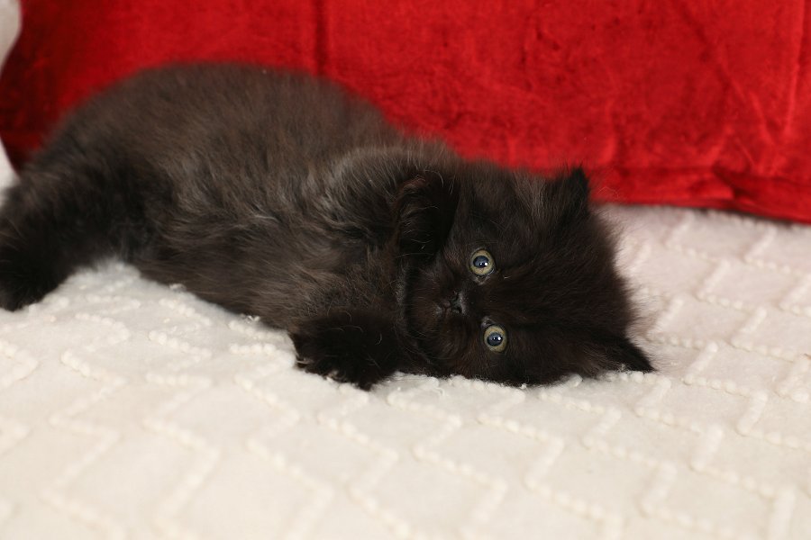 Little Black Bear Persian Kittens For Sale Doll Face Persian Kittens