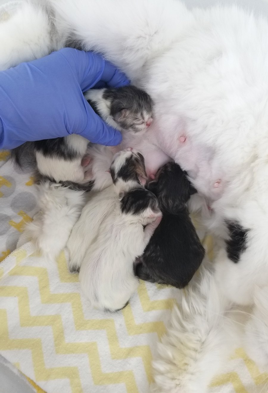 Newborn Persian Kittens
