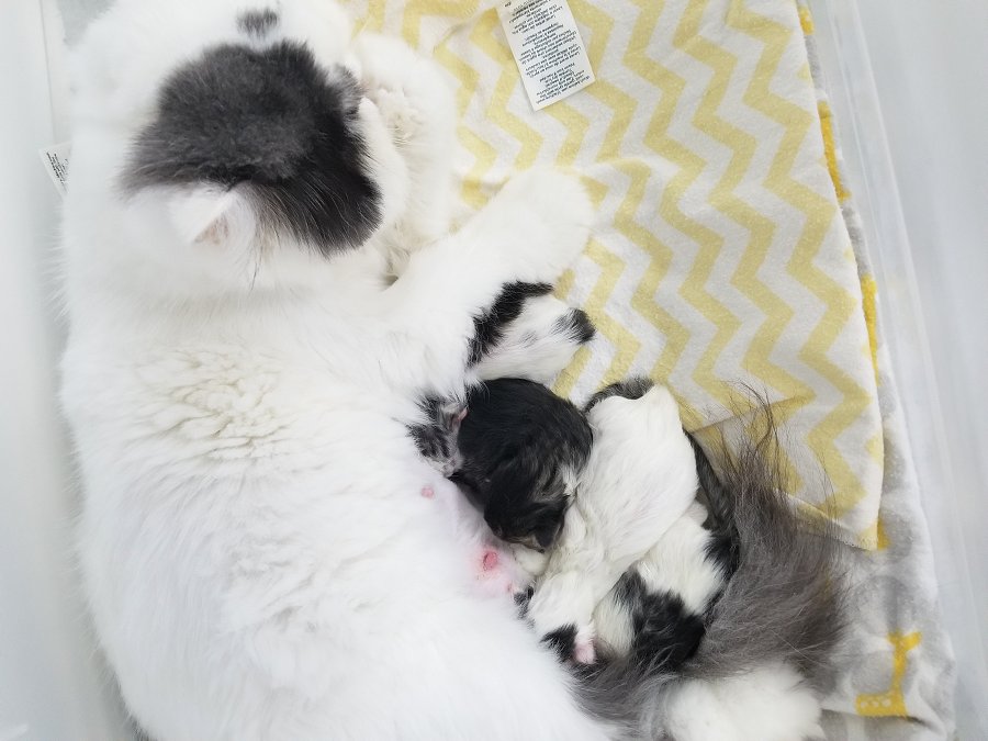 Newborn Persian Kittens