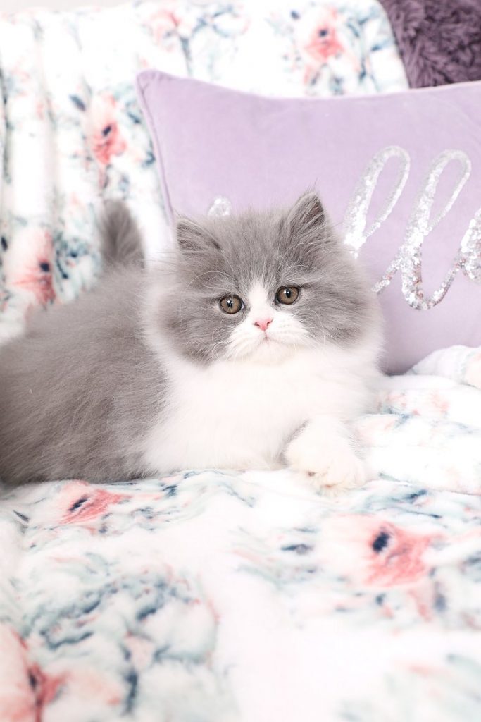 Blue and White Bicolor Persian Kitten