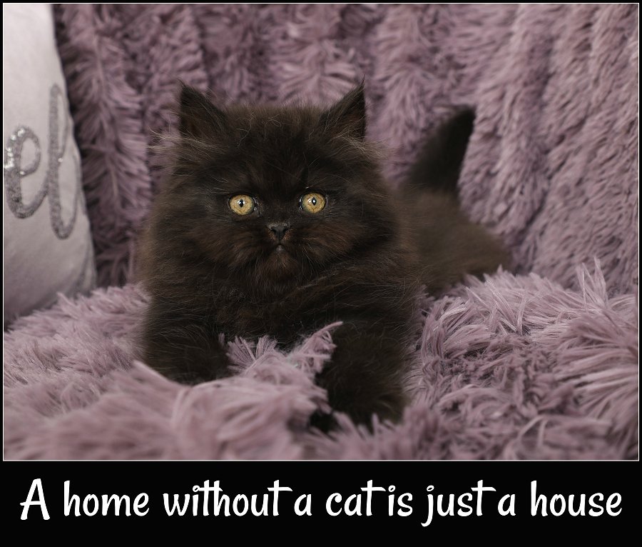 Little Black Bear Persian Kittens For Sale Doll Face Persian Kittens