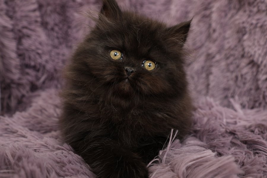 Little Black Bear Persian Kittens For Sale Doll Face Persian Kittens