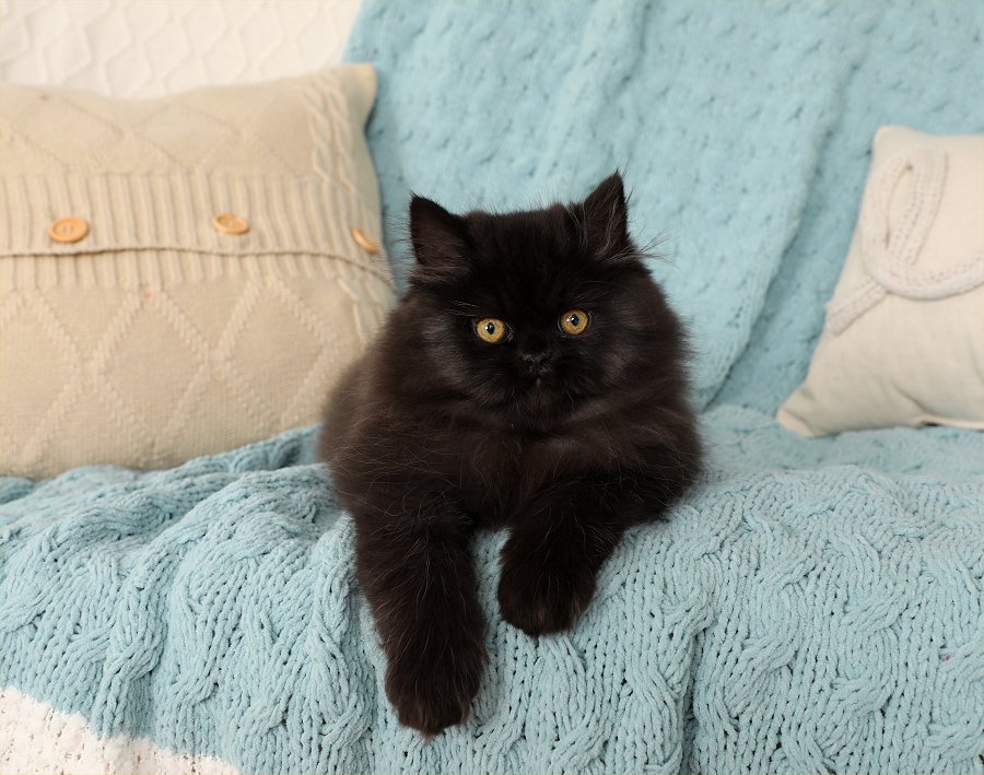 Little Black Bear Persian Kittens For Sale Doll Face Persian Kittens