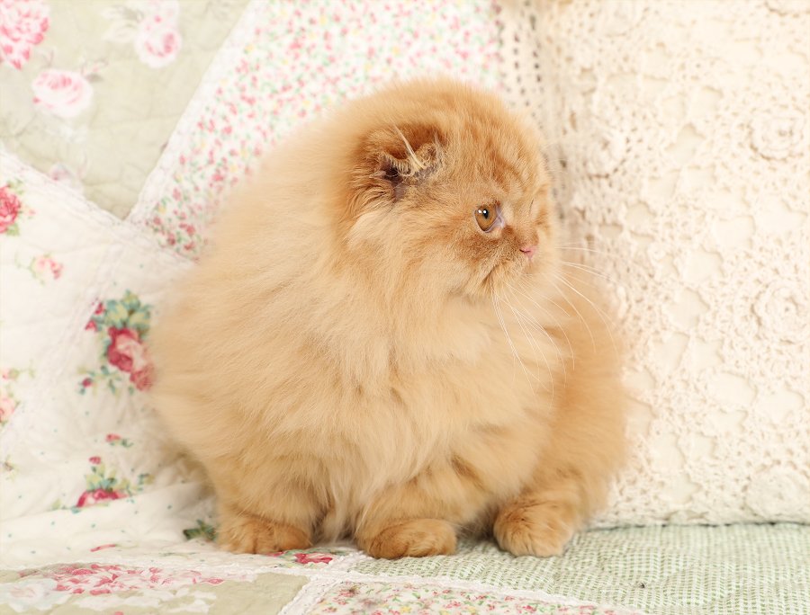 Persian Rug Hugger Fold Kitten