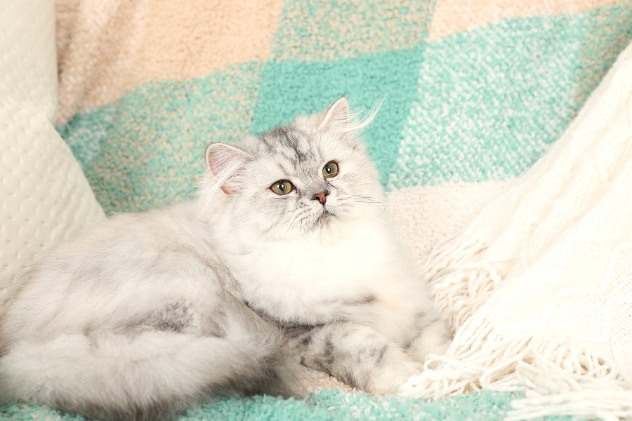 Silver Tortie Persian Kitten