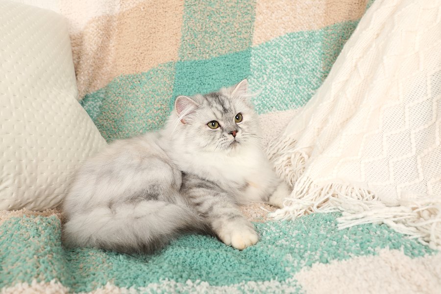Silver Tortie Persian Kitten
