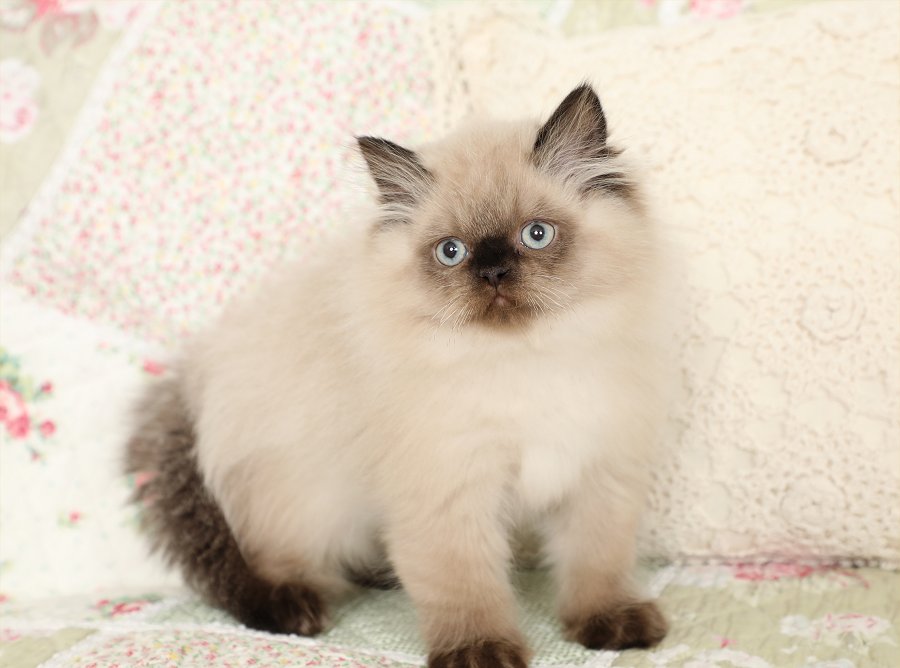 Seal Point Himalayan Kitten for Sale