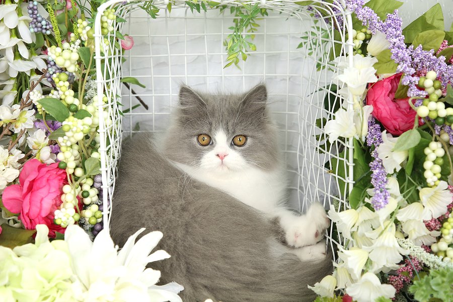 Blue and white bicolor Persian